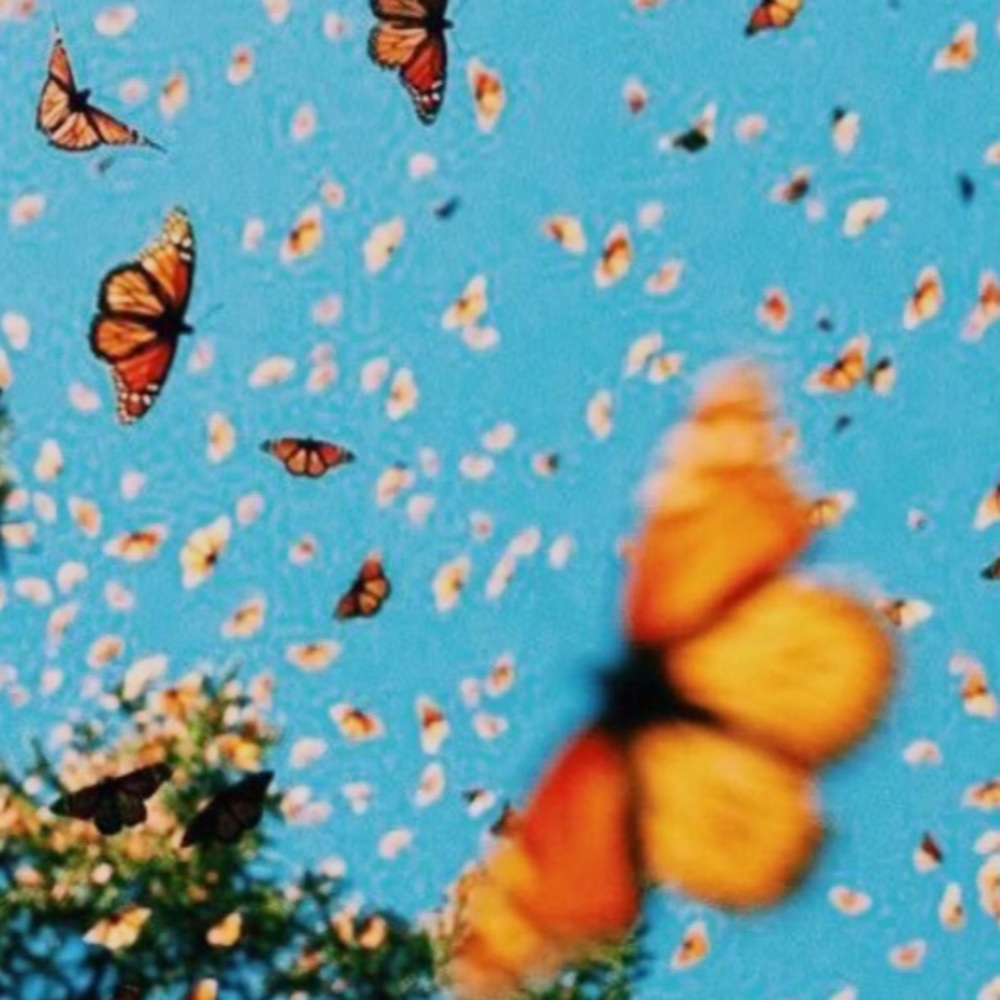 Meet your Posher, Jess